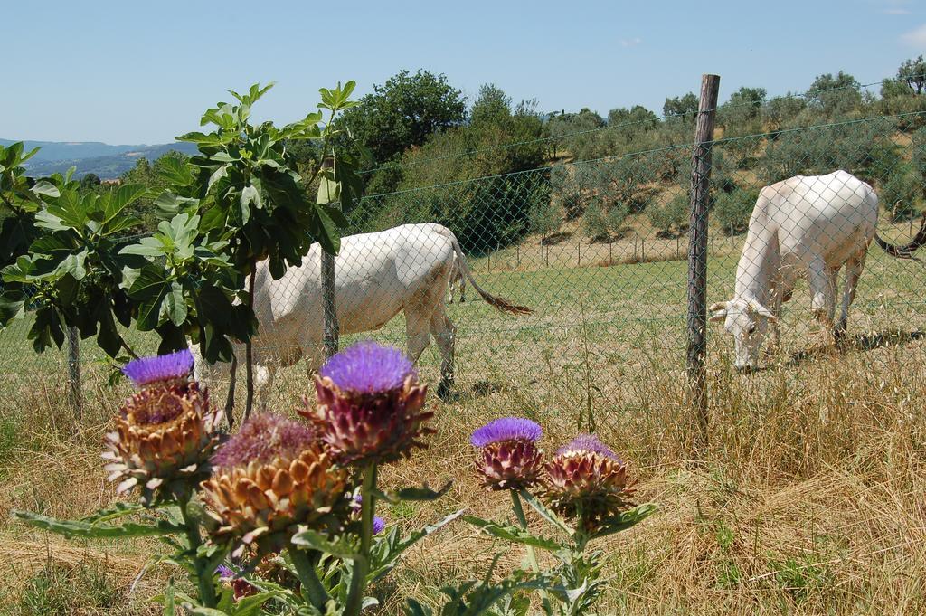 Agriturismo Casale Dei Frontini San Terenziano Exteriér fotografie