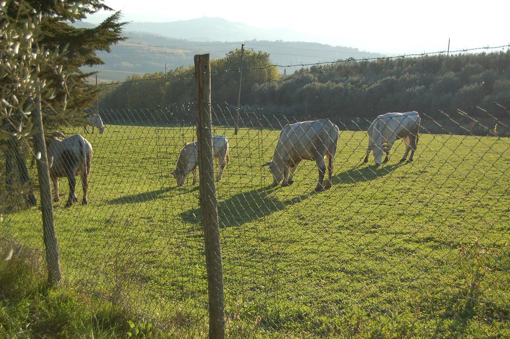 Agriturismo Casale Dei Frontini San Terenziano Exteriér fotografie